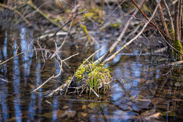 A bump with grass in the middle of a forest swamp