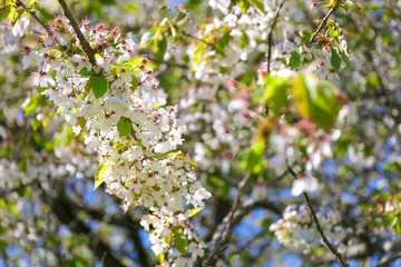 Close-up of the flowers in bloom during springtime. Midland hawthorn (Crataegus laevigata).
