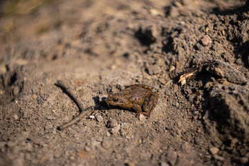 Little brown frog on damp ground
