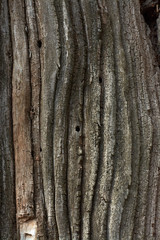 Obraz premium Texture of an old tree, wood texture.