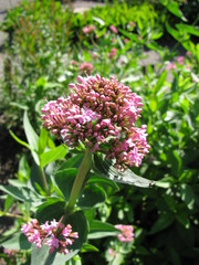 Blooming centranthus ruber (red valerian)plant in a garden