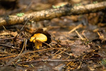Chanterelle mushroom covered with fallen leaves