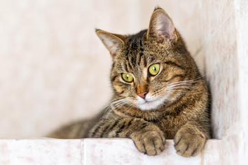Tabby cat close-up, selective focus. Copy space.