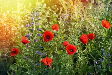 Bright red poppies in the meadow.