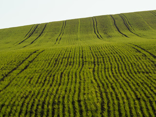 Countryside spring landscape of plowed fields. Fresh green grass. Ponidzie. Poland