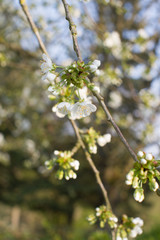 Cherry blossom buds blooming over blurry green woods and backyard