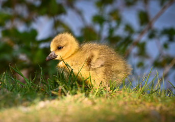 Cute , yellow, little biddy of a greylag goose in the green grass