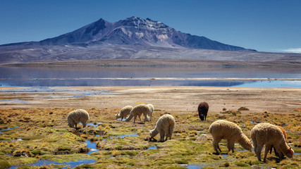 Alpacas (vicugna pacos) grazing on the shore of lake Chungara at the base of Quisi Quisini volcano,...