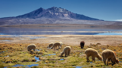 Obraz premium Alpacas (vicugna pacos) grazing on the shore of lake Chungara at the base of Quisi Quisini volcano, in the Altiplano of Chile.