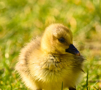 Cute , yellow, little biddy of a greylag goose in the green grass