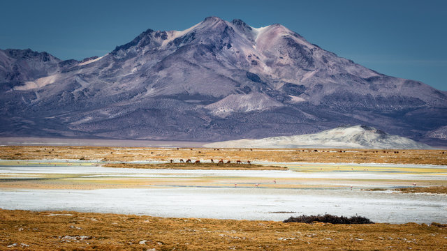 Beautiful landscape of the Salar Surire, Isluga Volcano National Park located more than 4500 meters, in the region of Arica and Parinacota, Chile