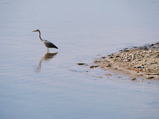 heron standing at the beach and looking 