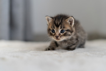 Fototapeta premium one small kitten crawls on a gray blanket for 14 days. Short coat.