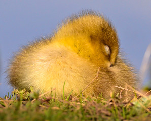 very close photo of newborn, cute, yellow fledgings of gooses