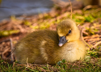 very close photo of newborn, cute, yellow fledgings of gooses