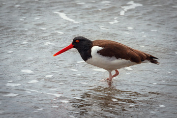 American common oystercatcher or American pious oystercatcher (Haematopus palliatus), feeding on...