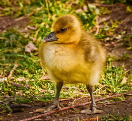 Cute , yellow, little biddy of a greylag goose in the green grass
