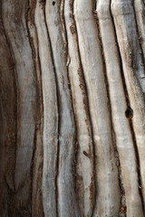 Texture of an old tree, wood texture.