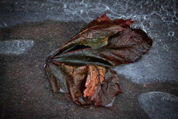 Chestnut leaf folded in the form of butterfly leaves and frozen in ice