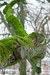 Tree trunk overgrown with green moss