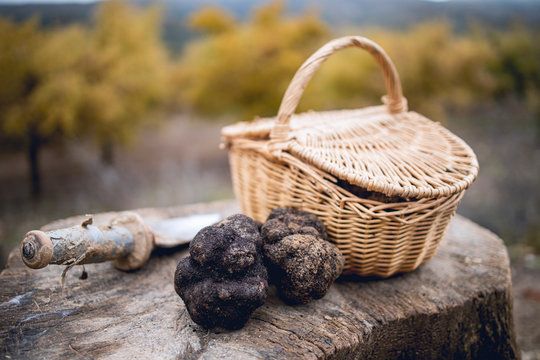 Basket with black truffles next to an oak field in the north of Spain.