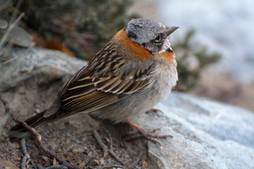 A beautiful Chingolo (Zonotrichia capensis), a common bird in Patagonia. Torres del Paine W trekking circuit.