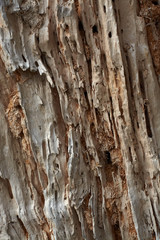 Texture of an old tree, wood texture.