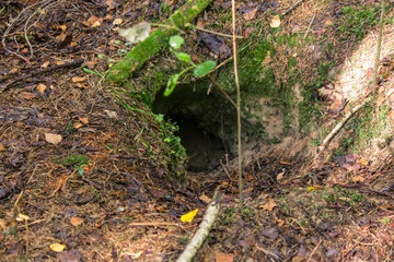 Fox hole in the forest