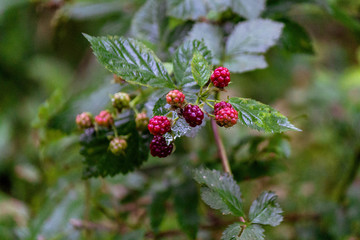 Raspberry berries on a branch in the forest after rain