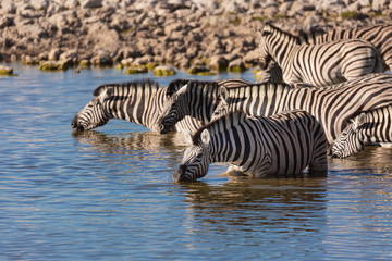 Fototapeta na wymiar Zebra Herd at Desert Waterhole 