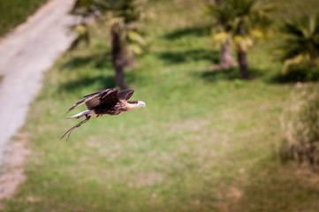 Oiseau - Parc Zoologique