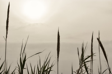 top of common reeds against sunset. nature background