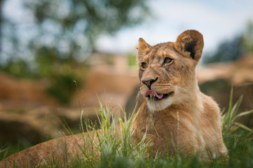 Lion - Parc Zoologique