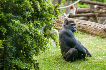Gorille - Parc Zoologique