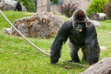 Gorille - Parc Zoologique