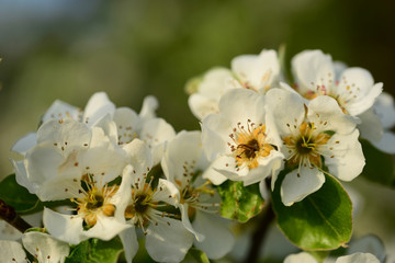Fototapeta na wymiar Blüten eines Apfelbaums im Frühjahr