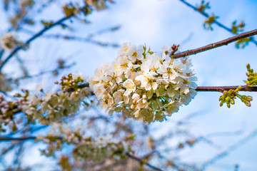 cherry blossom in spring