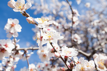 beautiful almond flowers in park against the blue sky