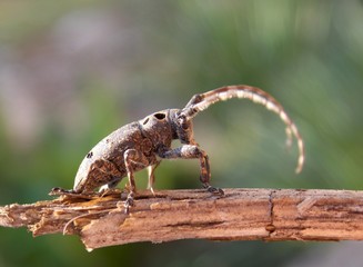 beetle with horns on a tree branch