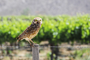 red tailed hawk