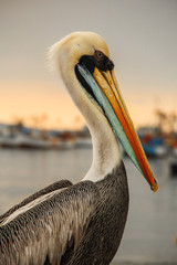 Close up of a pelican