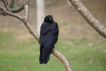 crow on a branch