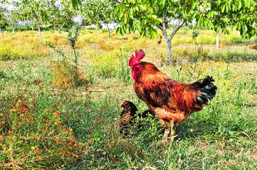 Rooster and chicken walking around in the grass.