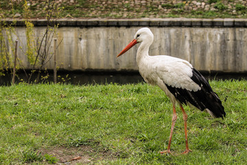 Beautiful stork walks on the grass