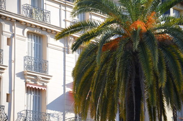 Fototapeta na wymiar palm leaves close up on the background of a beautiful old building European style windows with wooden shutters. House exterior surrounded with palm trees.