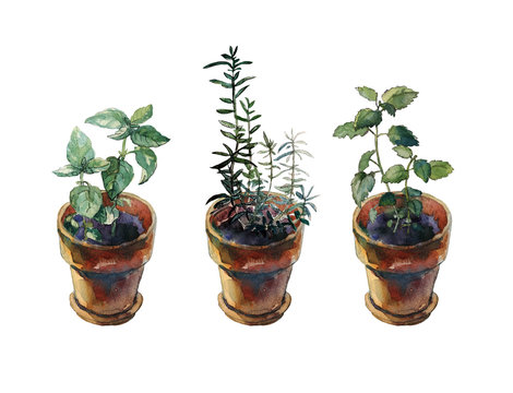 Melissa, rosemary and green basil plants growing in uniform terracotta flower pots. A set of window herb gardening objects, isolated on white. Watercolour sketch.