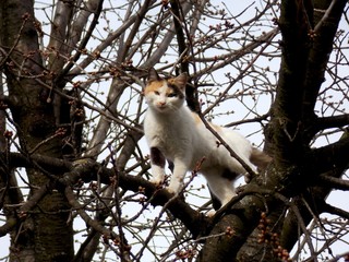 the cat climbed a tree