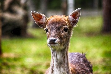 Fawn Bambi in real life