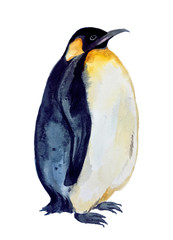 Cute watercolor penguin on white background