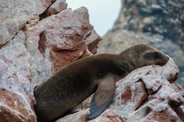 Obraz premium Seal resting on the rock
